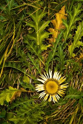 Yellow flower