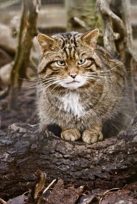 Scottish Wildcat