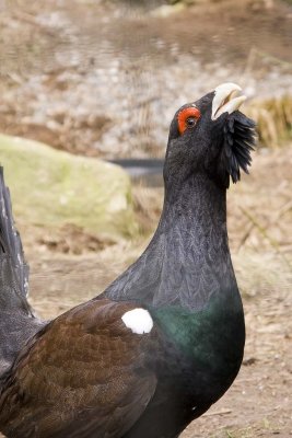 Capercaillie