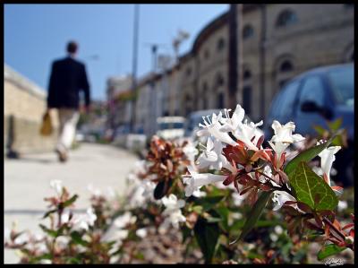 urban flowers