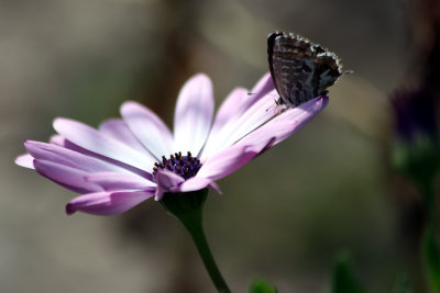 fiori di settembre 2