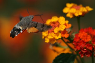 rifornimento in volo 1