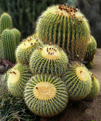 Cactus Garden8.0.jpg