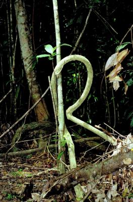 walk in the Rainforest