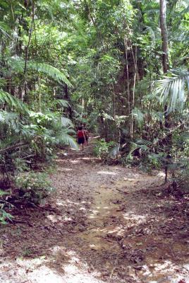 walk in the rainforest