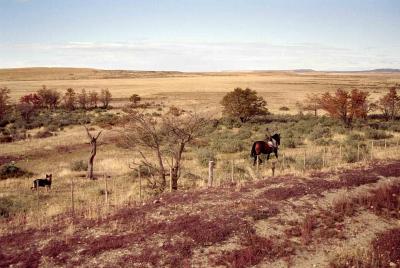 gaucho