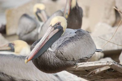 Pelican's at Play