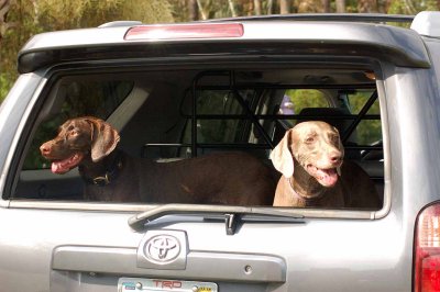 a_day_at_the_dog_park