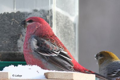 Durbecs des sapins - Pine Grosbeak