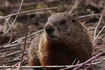 Marmotte