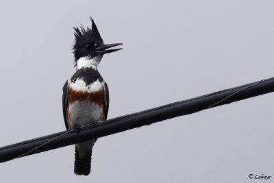 Martin-pcheur d'Amrique - - Belted Kingfisher - fem.