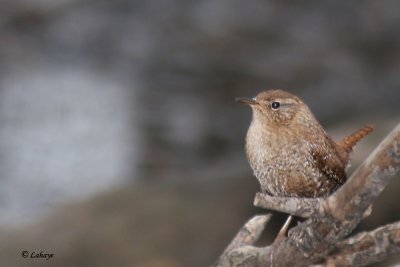 Troglodyte mignon - Winter wren