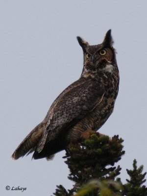 Grand-duc d'Amrique - Great Horned Owl