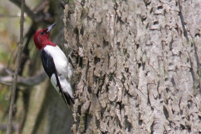 Pic  tte rouge - Red-headed Woodpecker