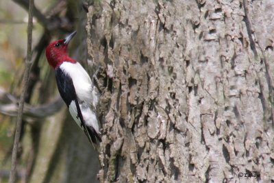 Pic à tête rouge - Red-headed Woodpecker