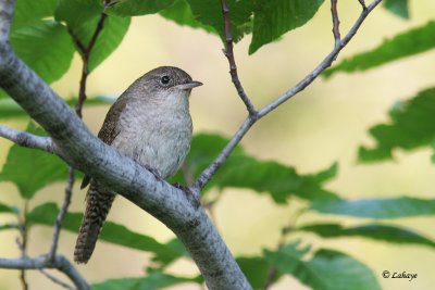 Troglodyte familier - House Wren