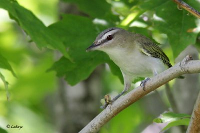 Viro aux yeux rouges - Red-yed Vireo