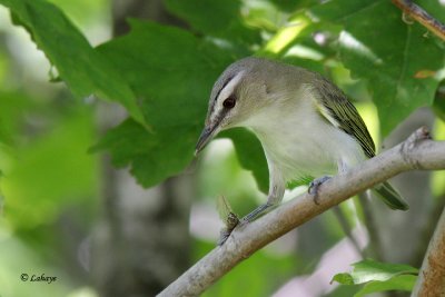 Viro aux yeux rouges - Red-yed Vireo