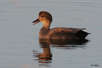 Canard chipeau - Gadwall - Male