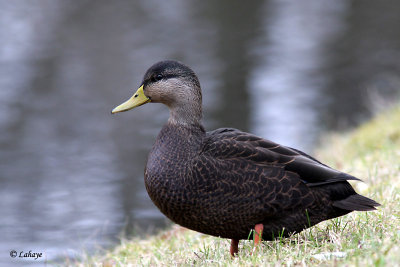 Canard noir - American Black Duck