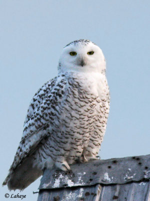 Harfang des neiges - Snowy Owl - fem.