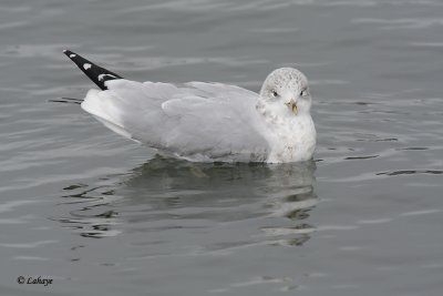 Goland  bec cercl - Ring-billed Gull