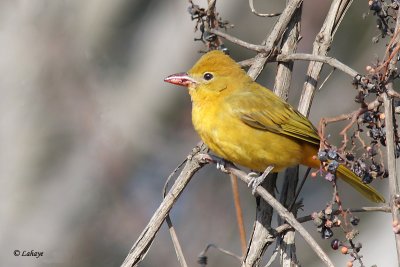 Piranga vermillon - Summer Tanager - fem.