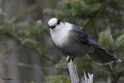 Msangeai du Canada - Gray Jay