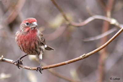 Roselin familier - House Finch - Male