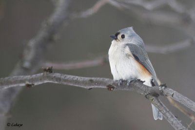 Msange birocole - Tufted Titmouse