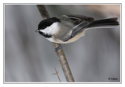 Mésange à tête noire - Black-capped Chickadee