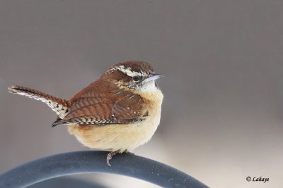 Troglodyte de Caroline - Carolina Wren