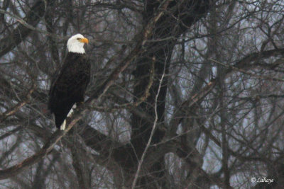Pygargue à tête blanche - Bald Eagle
