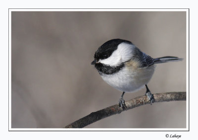 Msange  tte noire - Black-capped Chickadee