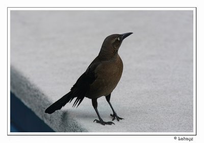 Great tailed grackle - Quiscale  longue queue