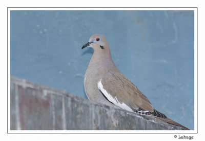 White-winged Dove - Tourterelle  ailes blanches