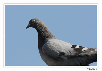Rock Pigeon - Pigeon biset