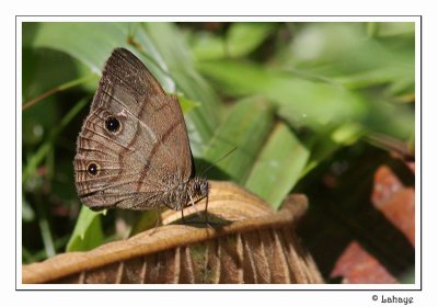 Butterflies - Papillons