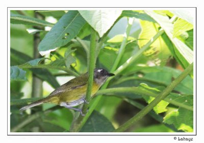 Common Bush-Tanager - Chlorospin des buissons