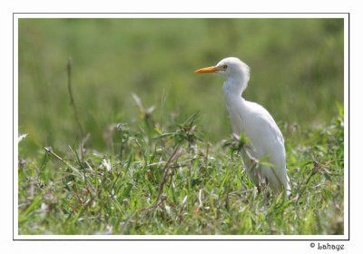 Cattle Egret - Hron garde-boeuf