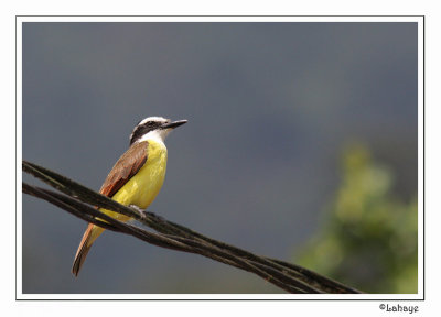 Birds of Costa Rica - 2010 - Oiseaux