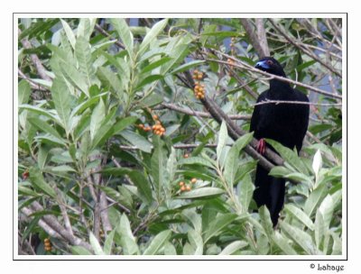 Black Guan - Pnlope unicolore