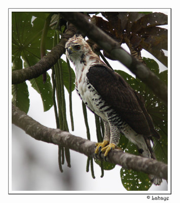 Ornate Hawk-Eagle - Aigle orn