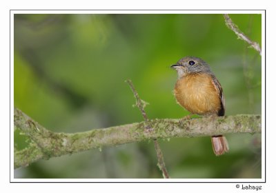 Ruddy-tailed Flycatcher - Moucherolle rougequeue