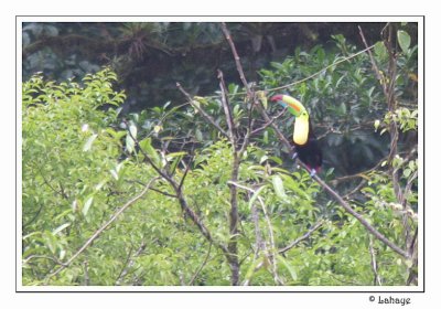 Keel-billed Toucans - Toucans  carne