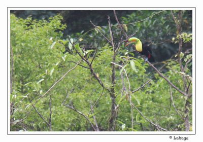 Keel-billed Toucans - Toucans  carne