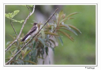 Norther Rough-winged Swallow - Hirondelle  ailes hrisses