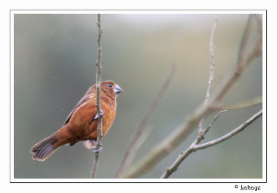 Thick-billed Seed-finch - F - Sporophil