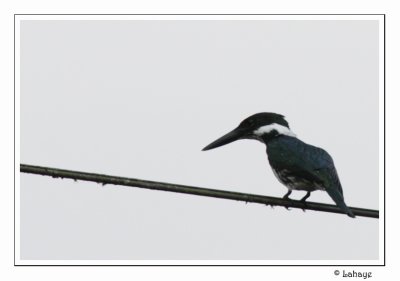 Amazon Kingfisher - Martin-pcheur dAmazonie