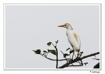 Cattle Egret - Hron garde-boeuf